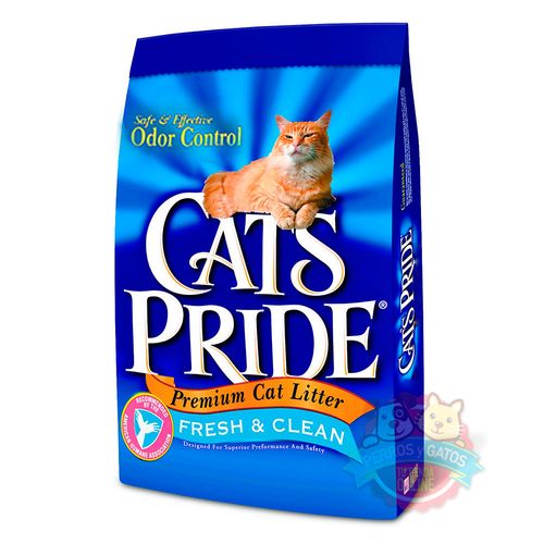 cats-pride-arena-gato-1
